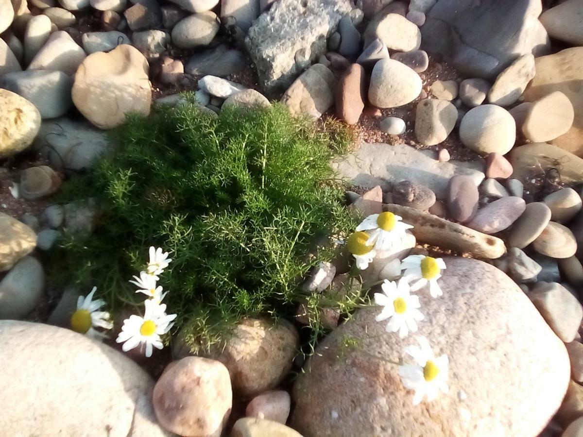 Song Of The Sea, Selkie House Bed & Breakfast Helmsdale Bagian luar foto